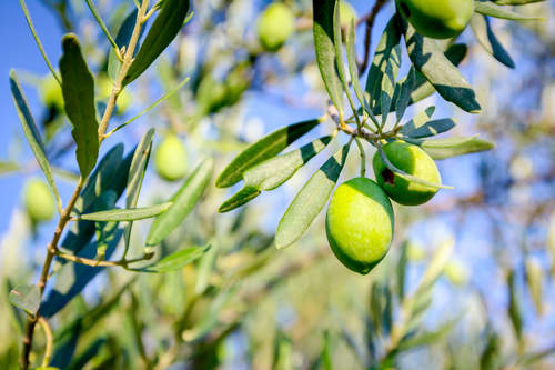 Cultivating the Wild Olive Branch – Part 1